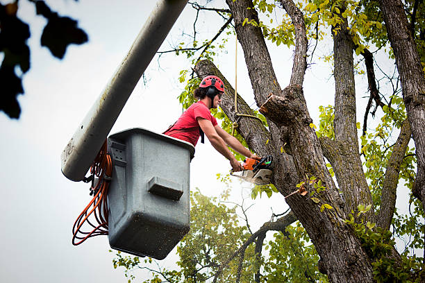 Best Tree Removal Cost  in USA